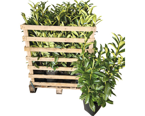 Palette mit Kirschlorbeerpflanzen in Töpfen