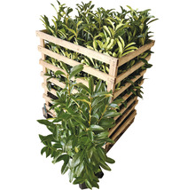 12 x Säulen-Kirschlorbeer ‘Genolia’ FloraSelf Prunus laurocerasus 'Genolia' H 60-80 cm ClickCo für ca. 4 m Hecke