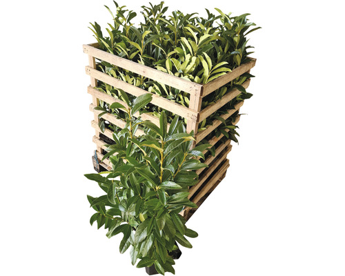 Lorbeerpflanzen in einer Holzkiste für den Transport