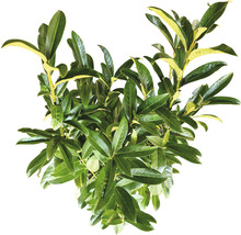 35 x Säulen-Kirschlorbeer ‘Genolia’ FloraSelf Prunus laurocerasus 'Genolia' H 60-80 cm ClickCo für ca. 12 m Hecke