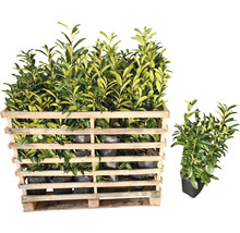 35 x Säulen-Kirschlorbeer ‘Genolia’ FloraSelf Prunus laurocerasus 'Genolia' H 60-80 cm ClickCo für ca. 12 m Hecke