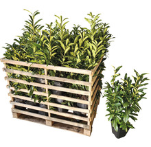 35 x Säulen-Kirschlorbeer ‘Genolia’ FloraSelf Prunus laurocerasus 'Genolia' H 60-80 cm ClickCo für ca. 12 m Hecke