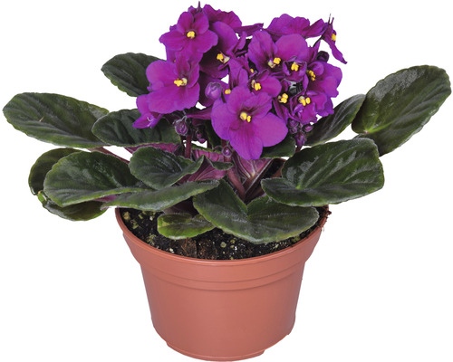 Topf mit Usambaraveilchen