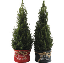 Zuckerhutfichte 'Conica' Bag Xmas H 90-100 cm Ø 26 cm Topf Mini Weihnachtsbaum zur Pflanzung geeignet