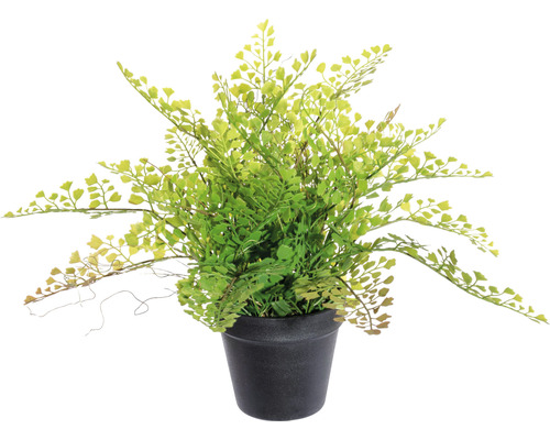 Kunstpflanze Adianthumfarn Höhe: 40 cm grün