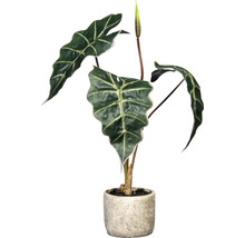 Alocasia Zimmerpflanze in einem Topf