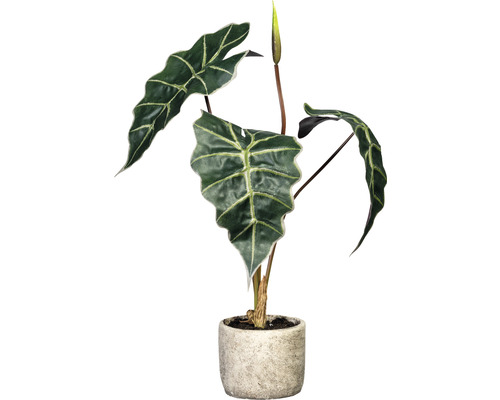 Kunstpflanze Aloscasia Höhe: 60 cm grün
