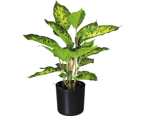 Kunstpflanze Dieffenbachia Höhe: 45 cm gemustert grün bei HORNBACH kaufen