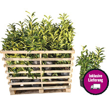 35 x Säulen-Kirschlorbeer ‘Genolia’ FloraSelf Prunus laurocerasus 'Genolia' H 60-80 cm ClickCo für ca. 12 m Hecke