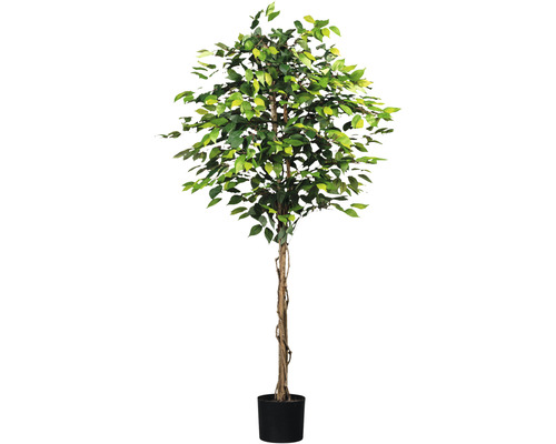 Kunstpflanze Ficus Benjamin Höhe: 180 cm grün