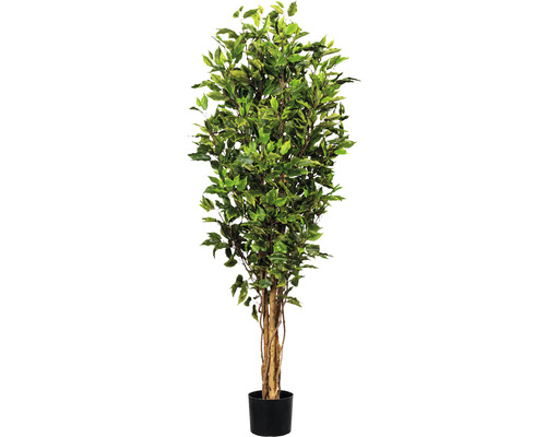 Kunstpflanze Ficus Benjamina Höhe: 150 cm grün