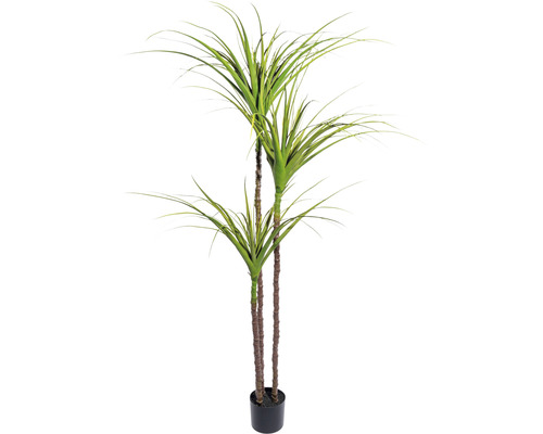 Kunstpflanze Drachenbaum Höhe: 180 cm grün