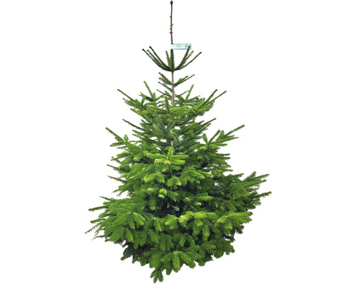 BIO Nordmanntanne Naturland H 150-200 cm, geschlagener Weihnachtsbaum aus ökologischem Anbau