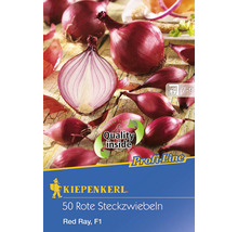 50 rote Steckzwiebeln der Sorte Red Ray F1 von Kiepenkerl