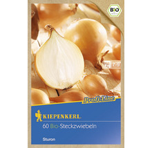 BIO Steckzwiebeln Kiepenkerl Sturon Gr. 12/21 60 Stk.