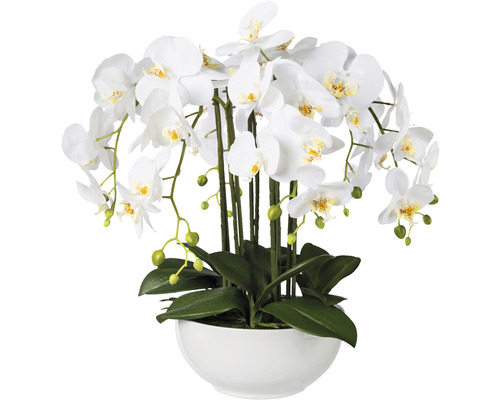 Kunstpflanze Phalaenopsis Höhe: 54 cm weiß