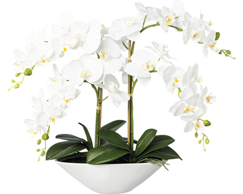 Kunstpflanze Phalaenopsis Höhe: 53 cm weiß