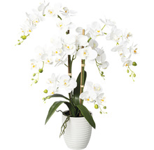 Weiße Orchidee im Topf als Zimmerdekoration