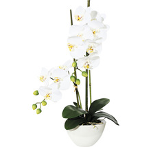 Dekorative Orchidee im Topf