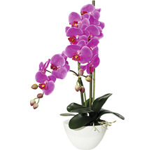 Orchidee im weißen Topf