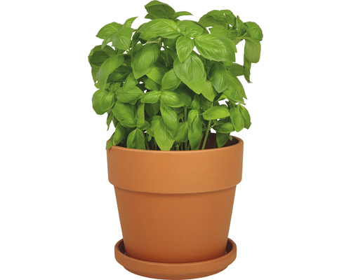 Basilikum Pflanze in einem Topf