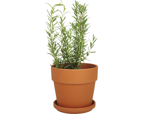 Rosmarinpflanze in einem Terrakottatopf mit Untersetzer