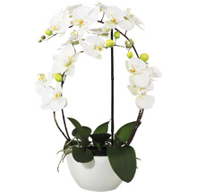 Kunstpflanze Phalaenopsis Bogen Höhe: 52 cm weiß
