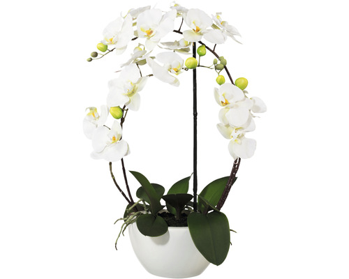 Kunstpflanze Phalaenopsis Bogen Höhe: 52 cm weiß