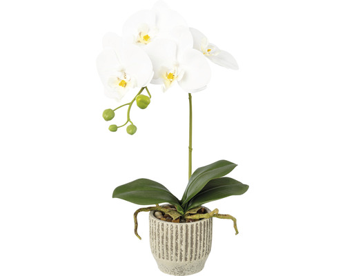 Kunstpflanze Phalaenopsis Höhe: 36 cm weiß