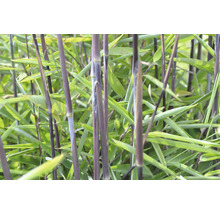 15 x Schwarzer Gartenbambus FloraSelf Fargesia nitida Black Pearl H 80-100 cm Co 10 L für ca. 10 Lfm Hecke