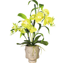 Gelbe Orchidee im Übertopf mit Buddha-Kopf-Motiv