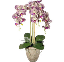 Orchidee im Topf als Zimmerdekoration