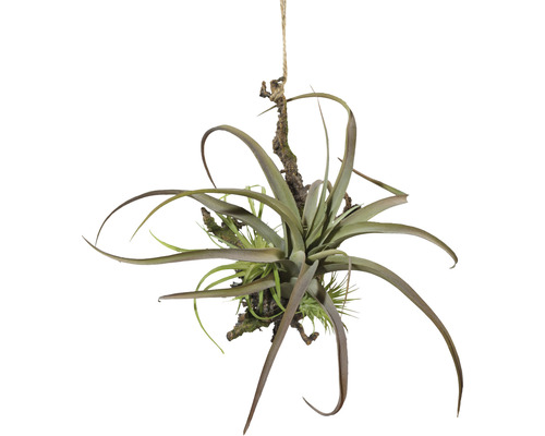 Kunstpflanze auf Ast Höhe: 27 cm grün | HORNBACH