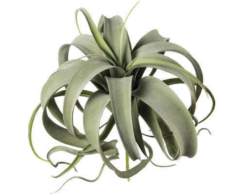 Kunstpflanze Tillandsie Höhe: 28 cm | grün HORNBACH