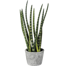 Sansevieria Pflanze im Topf
