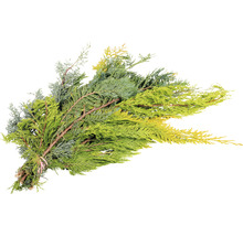 Zypressen-Bund zur Dekoration