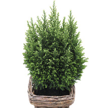 Gartenzypresse Snow White FloraSelf H 20-30 cm T 17 cm