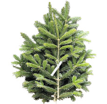 Nordmanntanne mit Etikett