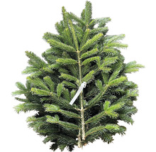 Nordmanntanne im Topf