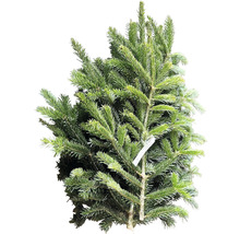 Nordmanntanne zum Einpflanzen