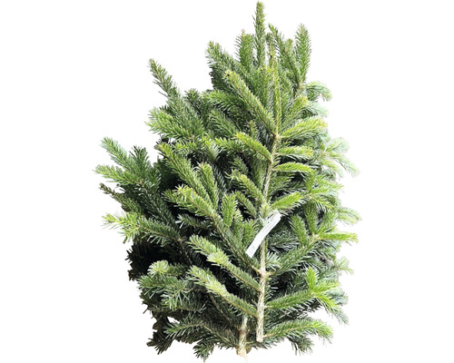 Nordmanntanne zum Einpflanzen