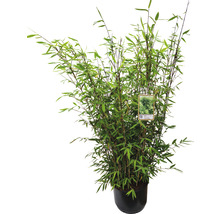 15 x Winterschöner Gartenbambus FloraSelf Fargesia hybride 'Winter Joy' H 80-100 cm Co 10 L für ca. 10 Lfm Hecke