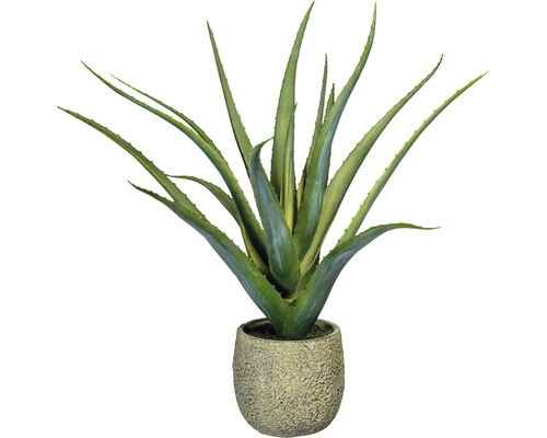 anthurium silver Anthurium Silver Blush Mint x Papillilaminum 'Daniel' – Curious Plants main image 1