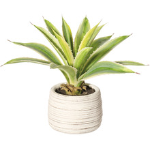 Agave in Topf