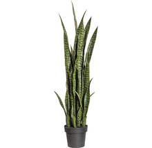 Sansevieria Pflanze im Topf