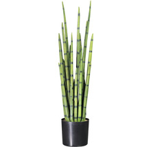 Sansevieria Pflanze im Topf