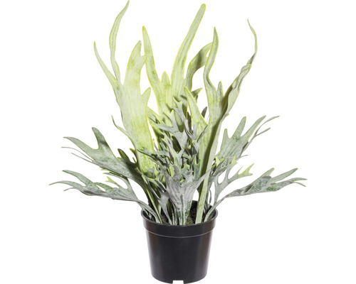 Kunstpflanze Platycerium Höhe: 40 cm grün