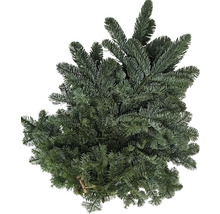 Nordmanntanne als Schnittgrün