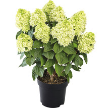 Rispenhortensie 'Panenka' Hydrangea paniculata 'Panenka' H 40-60 cm Co 5 L-thumb-0