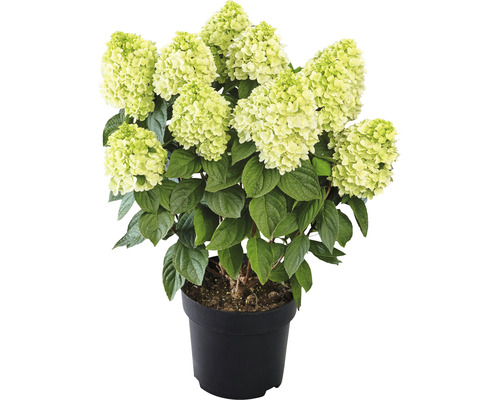 Rispenhortensie 'Panenka' Hydrangea paniculata 'Panenka' H 40-60 cm Co 5 L-0